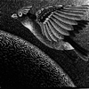 Esher: bird