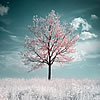 Cherrytree