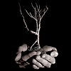 Cherrytree